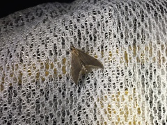 Circobotys nycterina