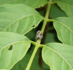 Hyllus