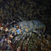 Pronghorn Spiny Lobster - Photo (c) Daniela Kupschus, some rights reserved (CC BY-NC), uploaded by Daniela Kupschus