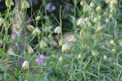 Fritillaria thunbergii