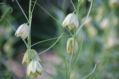 Fritillaria thunbergii