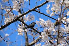 Parus minor