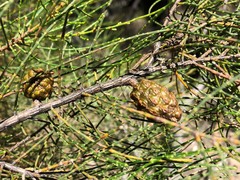 Allocasuarina muelleriana