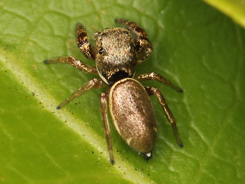 Buttonhook Leafbeetle Jumping Spider