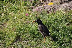 Spodiopsar cineraceus