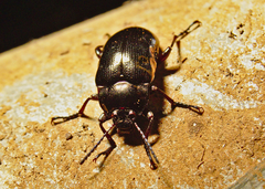 Paraphanes nitidus