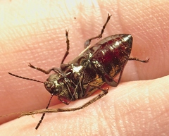 Paraphanes nitidus