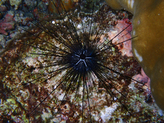 Diadema setosum
