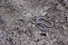 Aprasia striolata