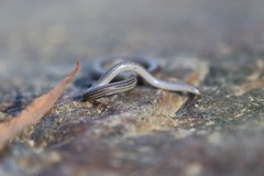 Aprasia striolata