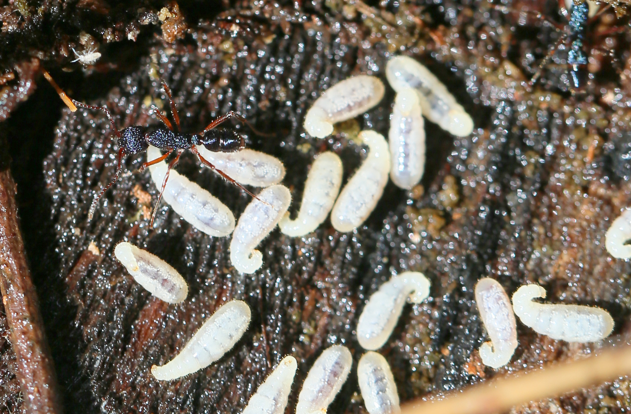 Rhytidoponera confusa