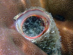 Dendropoma