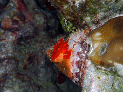 Tectus pyramis