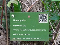 Annona senegalensis senegalensis