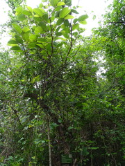 Annona senegalensis senegalensis