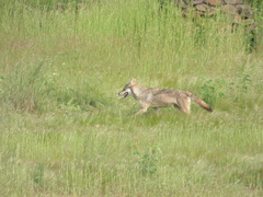 Canis lupus pallipes