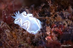 Glossodoris angasi