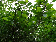 Annona senegalensis senegalensis