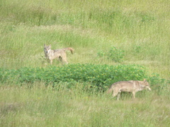 Canis lupus pallipes