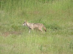 Canis lupus pallipes