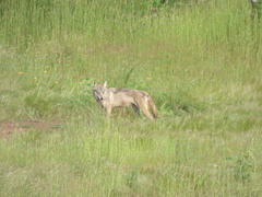 Canis lupus pallipes