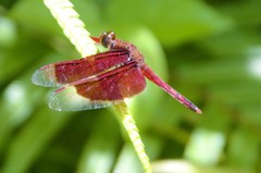 Neurothemis ramburii