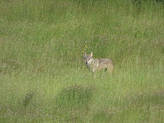 Canis lupus pallipes