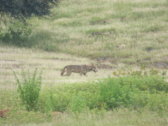 Canis lupus pallipes