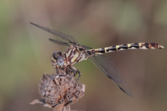 Progomphus obscurus