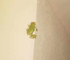 Hyla sarda