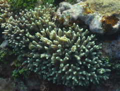 Seriatopora caliendrum