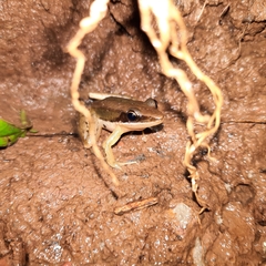Indosylvirana nicobariensis