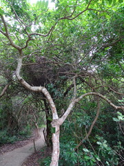 Sclerocroton integerrimus