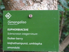 Sclerocroton integerrimus