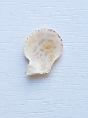 Caribachlamys ornata