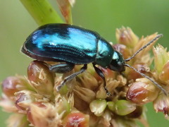 Arsipoda chrysis