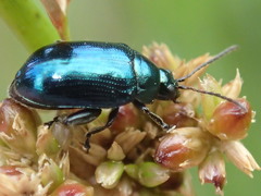 Arsipoda chrysis