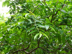 Sclerocroton integerrimus