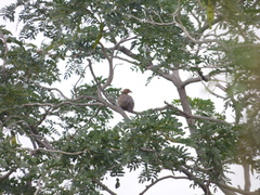 Francolinus pictus
