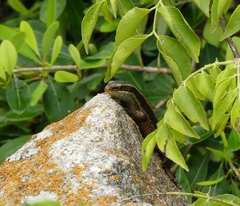 Eutropis carinata