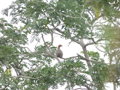 Francolinus pictus