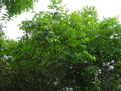 Sclerocroton integerrimus