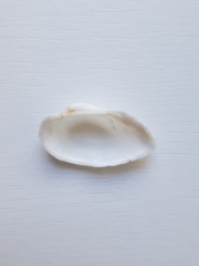Barbatia candida