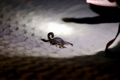 Parabuthus schlechteri