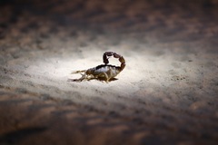 Parabuthus schlechteri