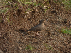 Ammomanes phoenicura