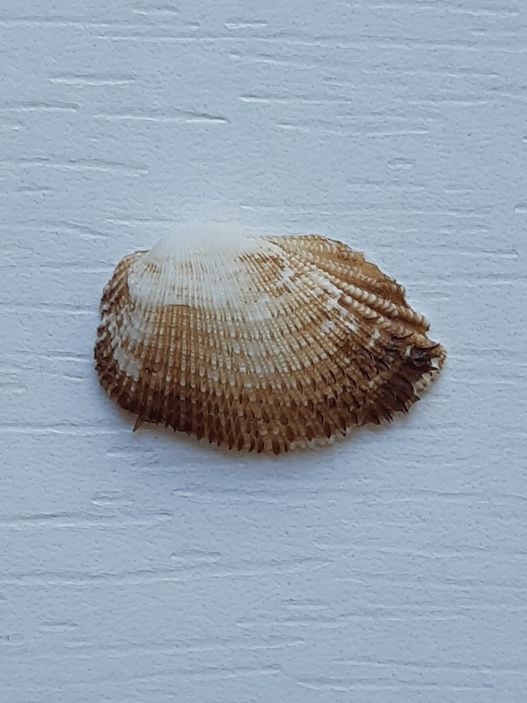 White bearded ark