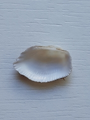 Barbatia candida