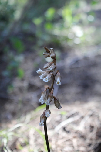 Image of Gastrodia lacista by (c) Em Lamond, some rights reserved (CC BY)