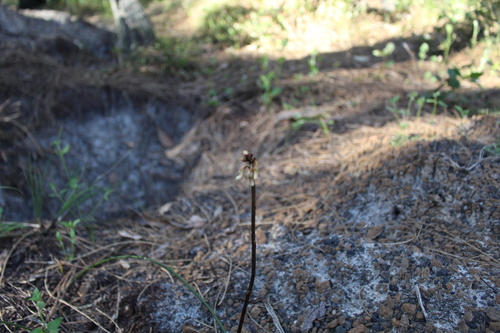 Image of Gastrodia lacista by (c) Em Lamond, some rights reserved (CC BY)